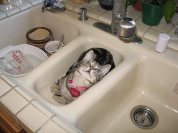 Flash in the kitchen sink